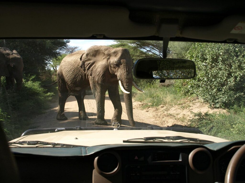 How to Choose the Best Safari Company for Your Tanzanian Safari