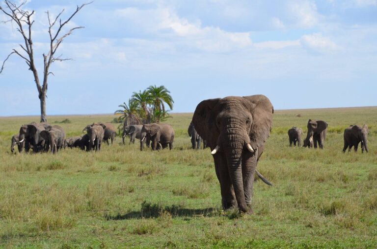 Exploring the Rich Flora and Fauna of Tarangire National Park