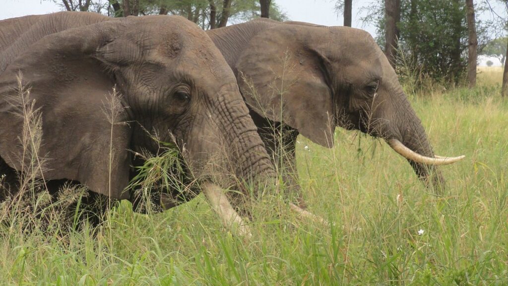 Exploring the Rich Flora and Fauna of Tarangire National Park