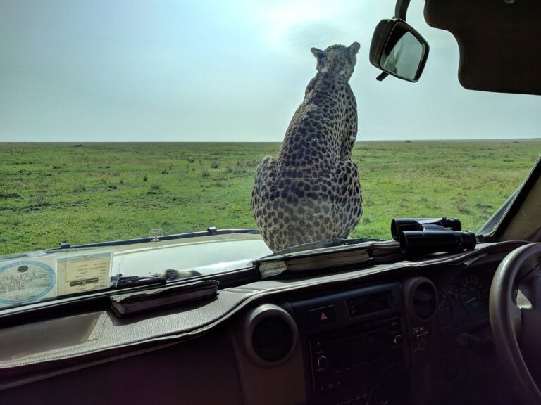 Without a question, some Tanzanian tour companies are superior to others