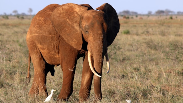 Discover the Most Visited National Parks in Kenya for Safari