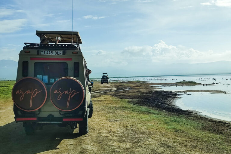 How to Plan a Wildlife Safari Holiday in Tanzania