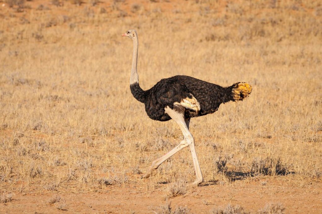 The Ultimate Guide to Africa’s Best Travel Seasons