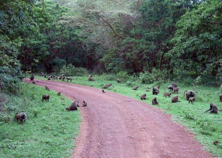 Must-Do Activities in Lake Manyara National Park