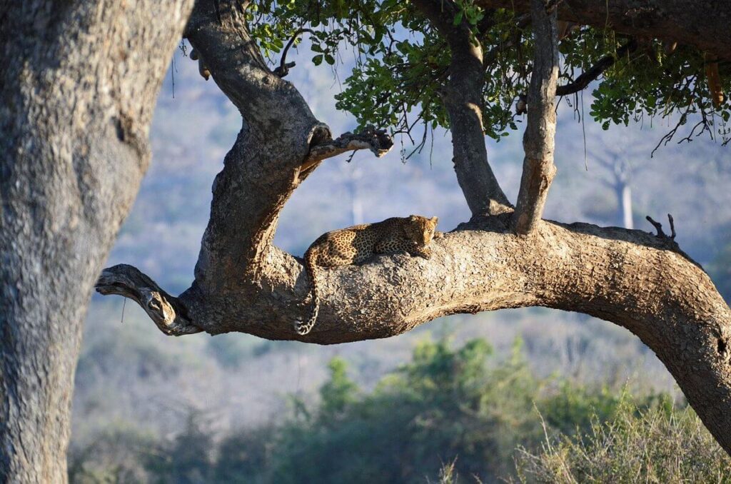 Must-Do Activities in Lake Manyara National Park