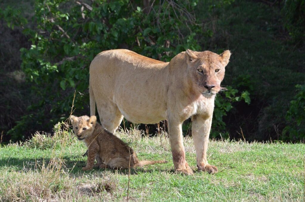 The Ultimate Guide to Africa’s Best Travel Seasons