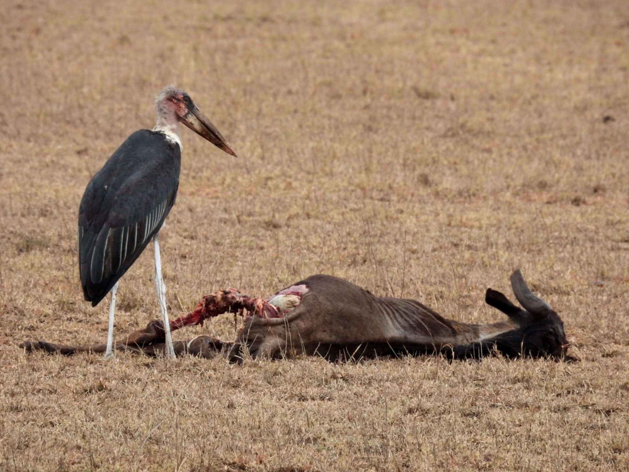 Guide to the Serengeti Wildebeest Migration Season