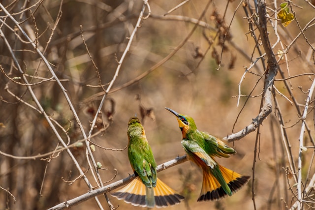 How to Plan a Wildlife Safari Holiday in Tanzania
