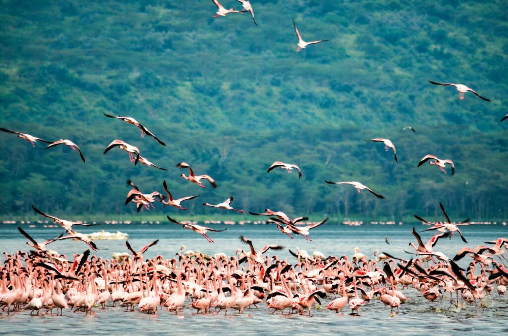 Kenya Adventure Safari and Coastal Escape Experience