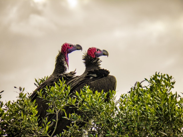 Kenya Adventure Safari and Coastal Escape Experience