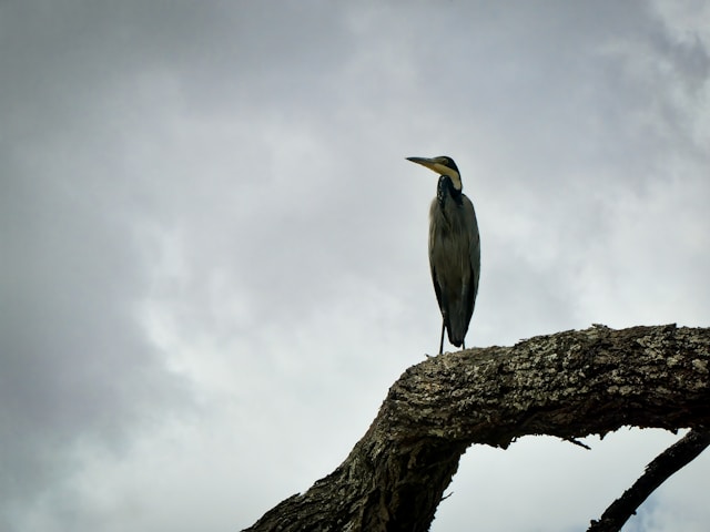 Simple Guide for a Bird Watching Safari in Tanzania