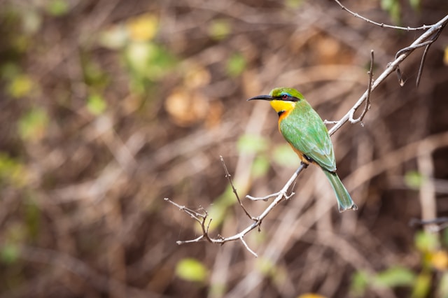 Simple Guide for a Bird Watching Safari in Tanzania