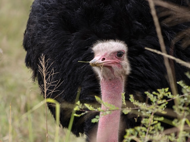 Simple Guide for a Bird Watching Safari in Tanzania