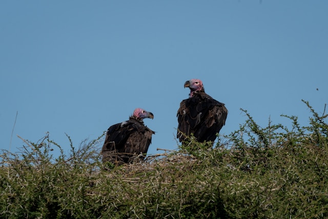 Simple Guide for a Bird Watching Safari in Tanzania