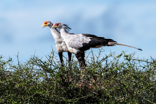 Simple Guide for a Bird Watching Safari in Tanzania