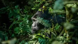 Bwindi National Park