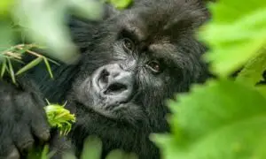 Mgahinga National Park