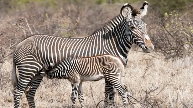 Buffalo Springs National Reserve