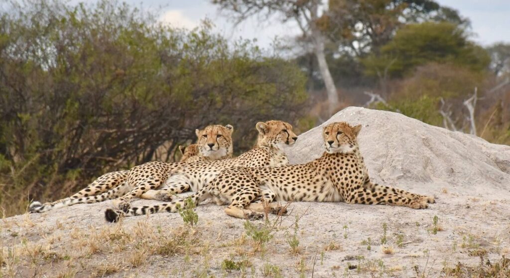 Hwange National Park