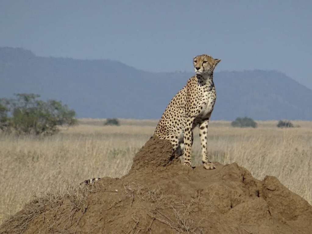 Serengeti National Park is in the heart of the vast savannas of East Africa