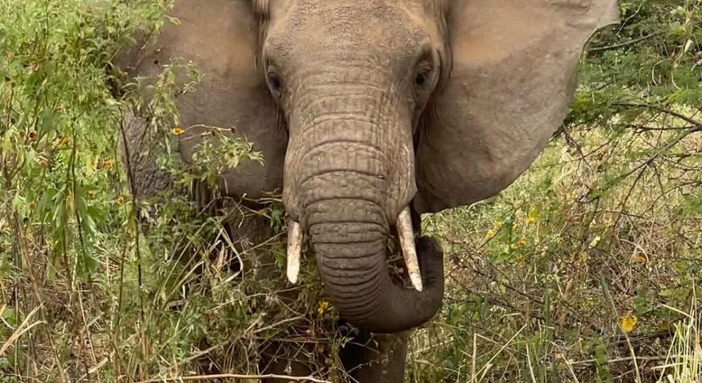 Meru National Park