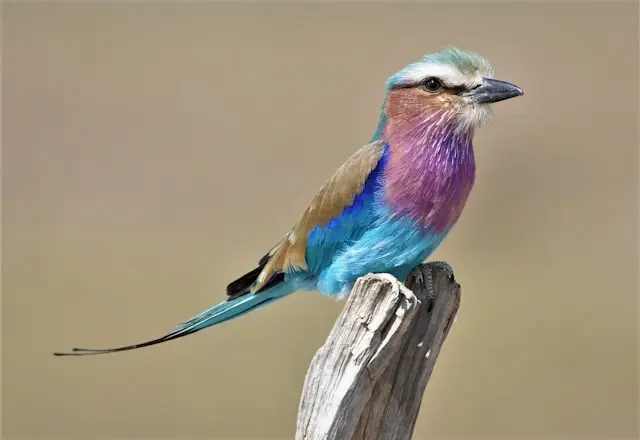 South Luangwa National Park