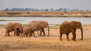 Delta Dreams Tour and Mighty Victoria Falls