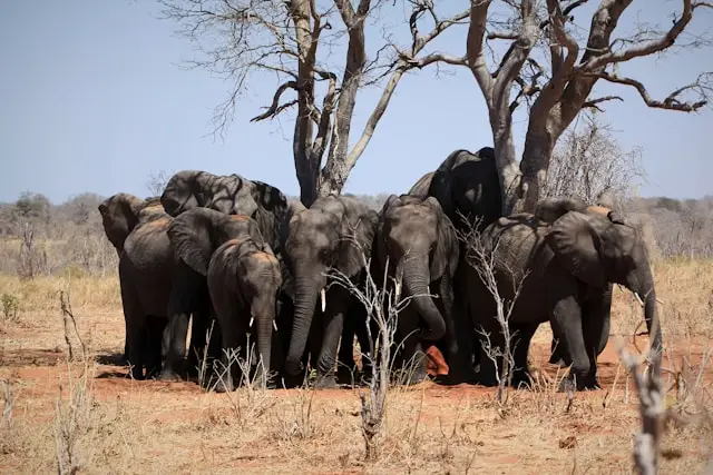 Chobe National Park
