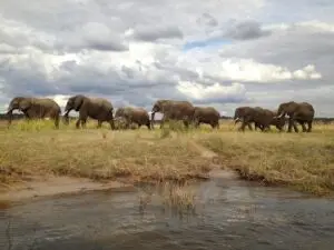 Chobe National Park