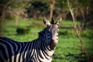 Lake Mburo National Park