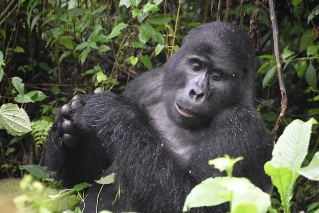 Uganda Gorilla Trekking Express