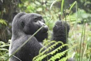 Rwanda Mountain Gorillas Tour