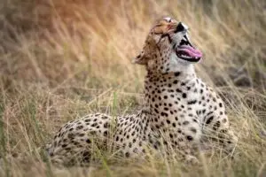 Ultimate African Safari