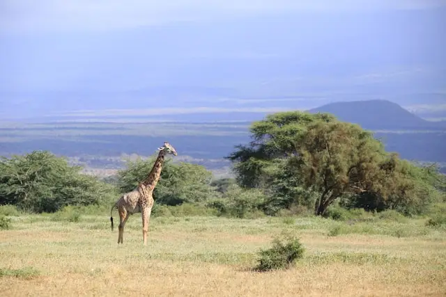 Samburu and Ol Pejeta Conservation Safari