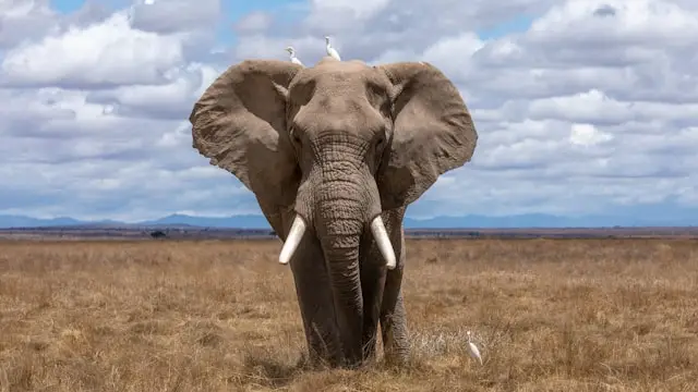 Lower Zambezi National Park