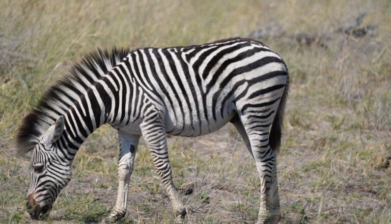 Guide to the Serengeti Wildebeest Migration Season