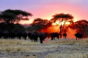 Beautiful Botswana Safari