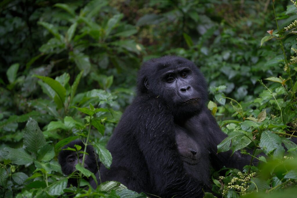 Bwindi National Park
