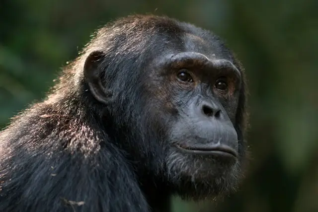 Best of Uganda Safari Tour
