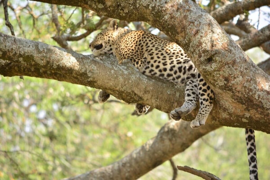 Northern Circuit Highlights Tanzania Safari