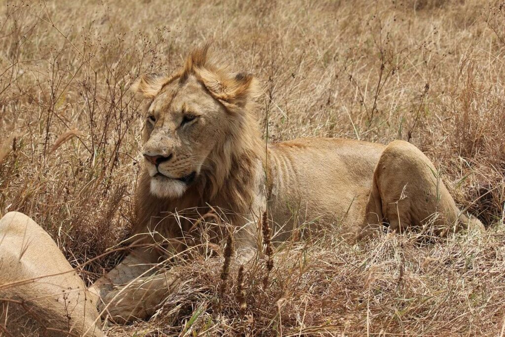 Big Cat Safari Kenya & Tanzania