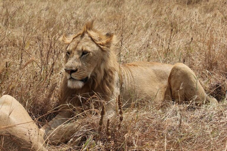 Big Cat Safari Kenya & Tanzania