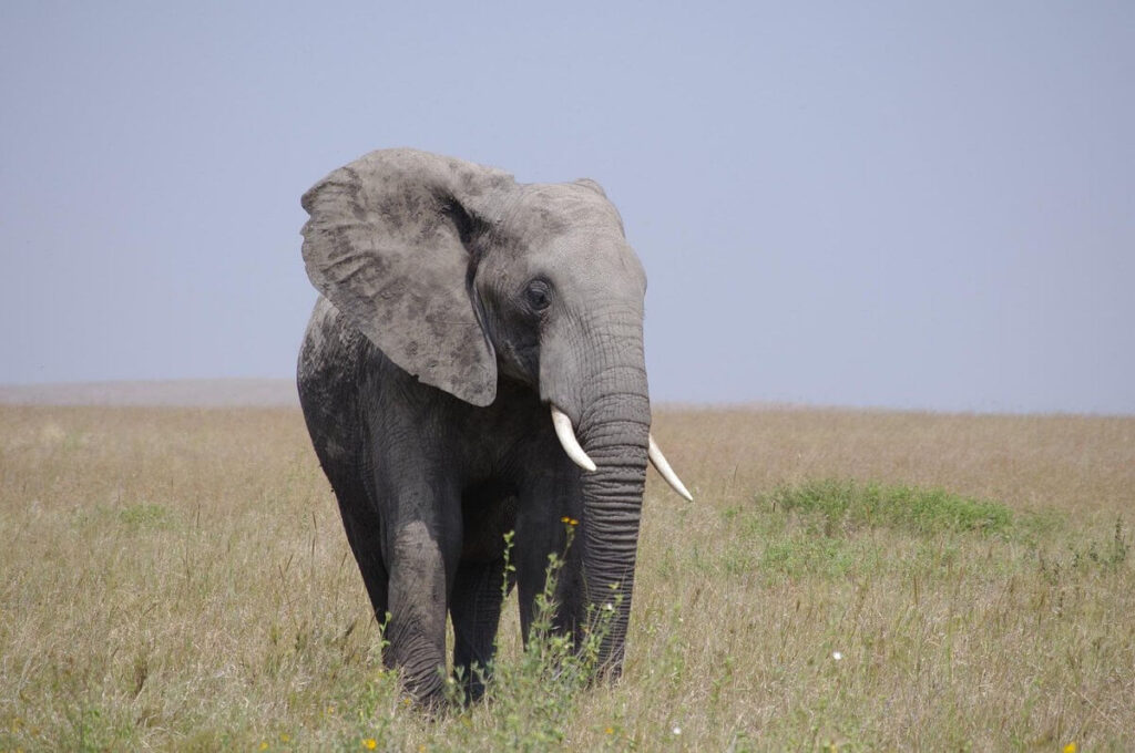 Majestic Selous on Wheels Safari
