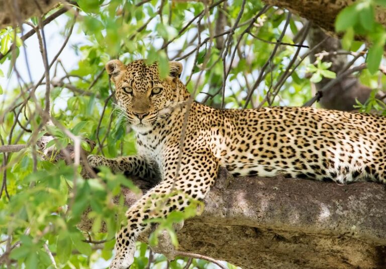 Taste of Kenya Conservation Safari