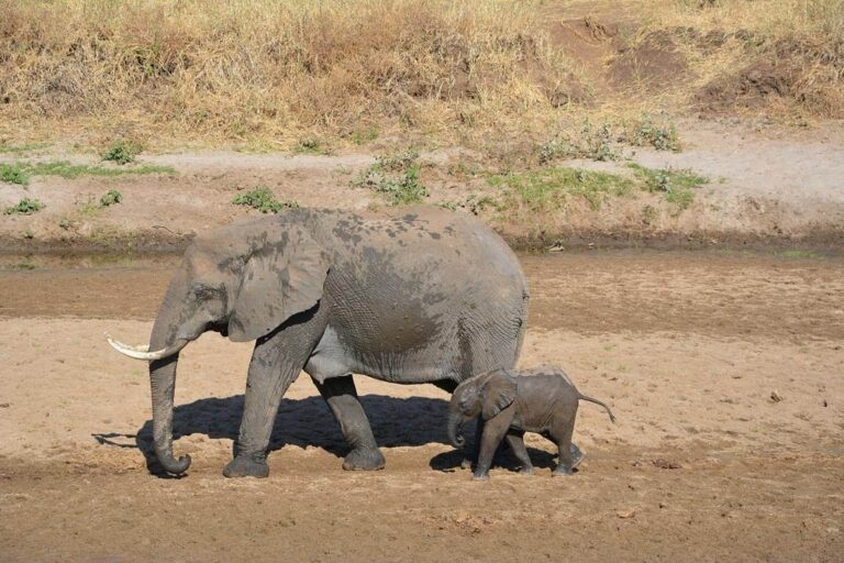 Family Safari to Meru National Park