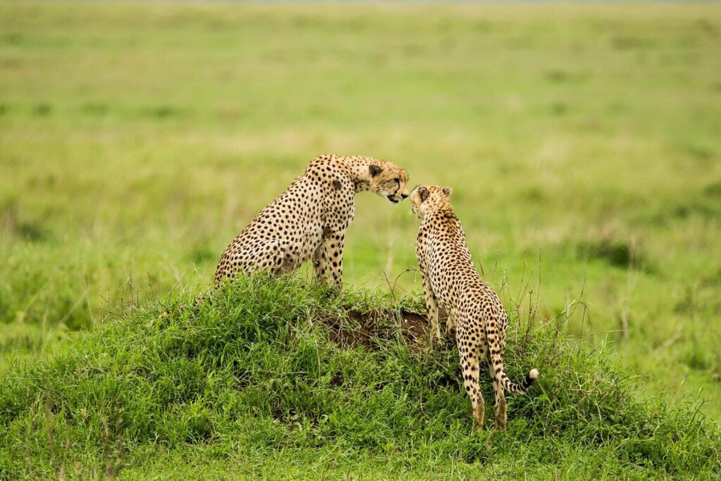 A Typical Day on Safari in Tanzania