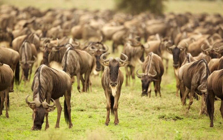 A Typical Day on Safari in Tanzania