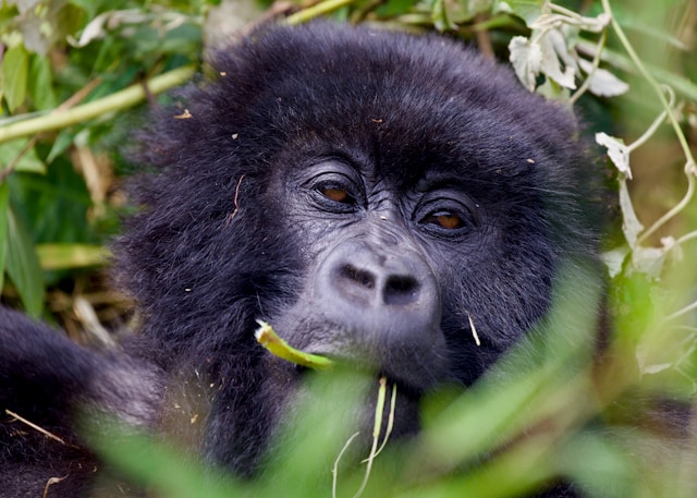 In Search of Primates Kenya & Uganda