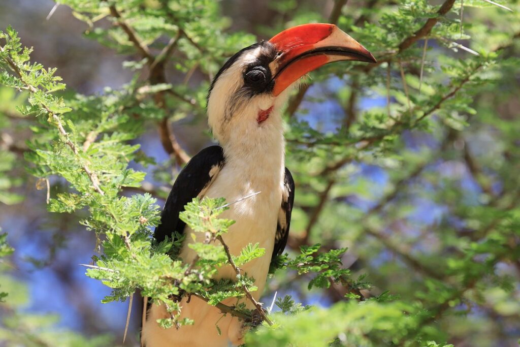 A Typical Day on Safari in Tanzania