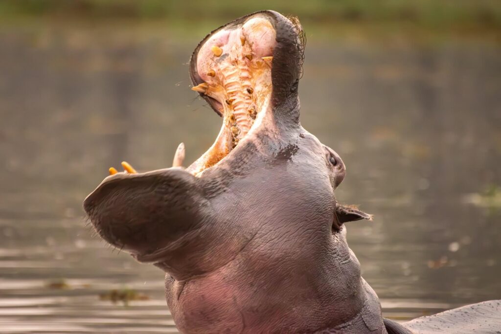  Moremi Game Reserve